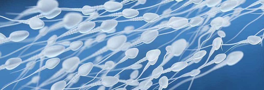 Combien de temps vit un spermatozoïde ?