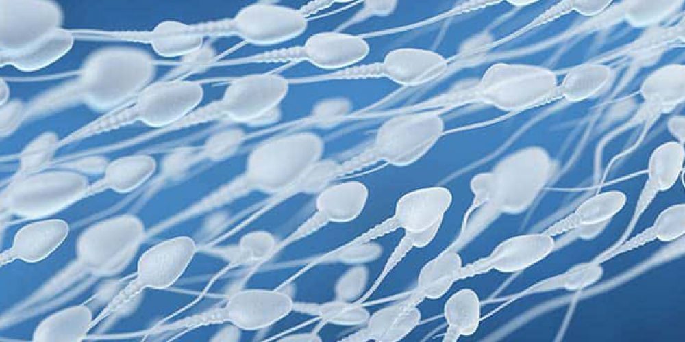 Combien de temps vit un spermatozoïde ?